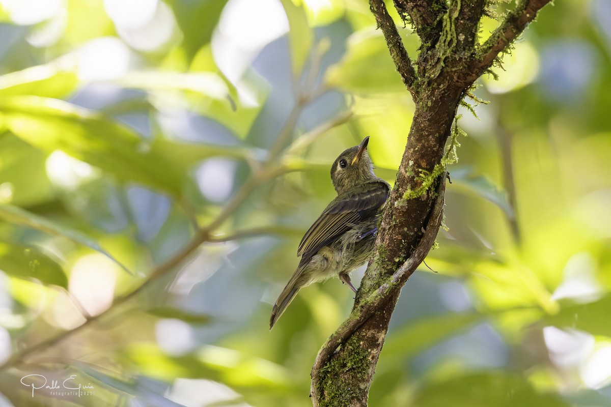 Olive-striped Flycatcher - ML640321886