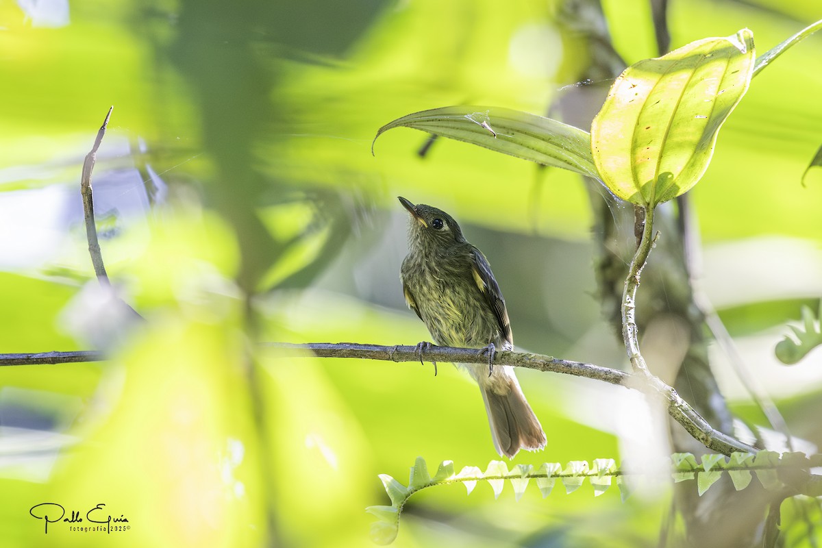 Olive-striped Flycatcher - ML640321887