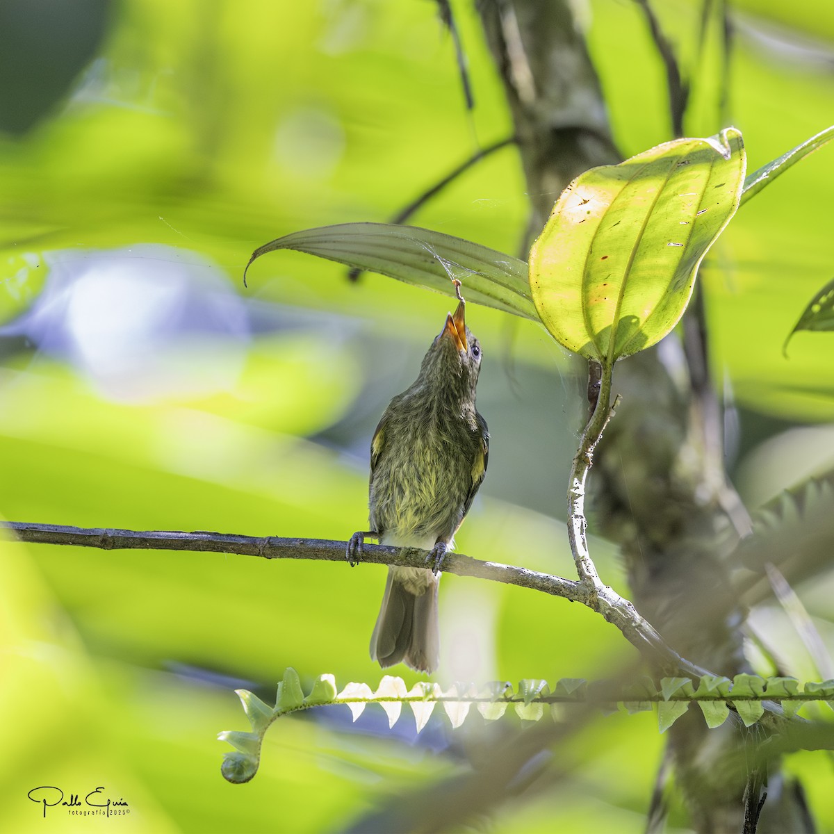 Olive-striped Flycatcher - ML640321888