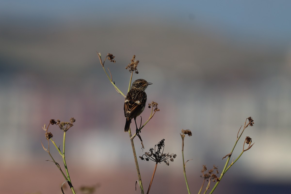 European Stonechat - ML640321909
