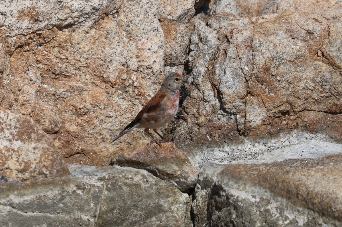 Eurasian Linnet - ML640321936