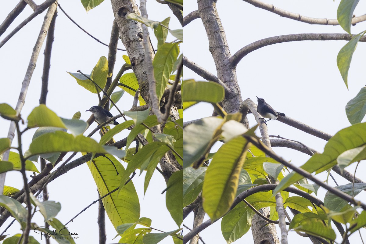 Slate-throated Gnatcatcher - ML640321937
