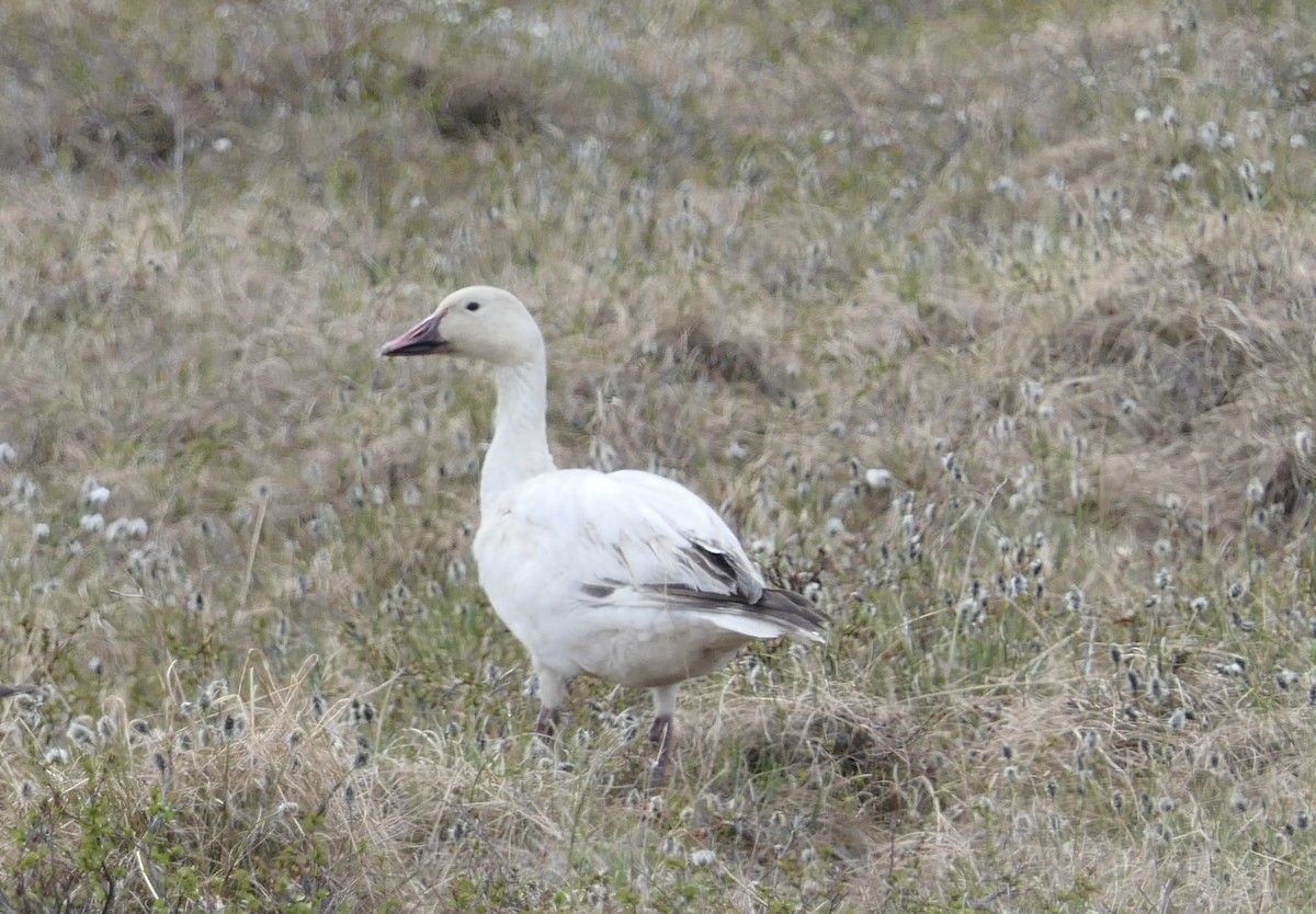 Snow Goose - ML640321964