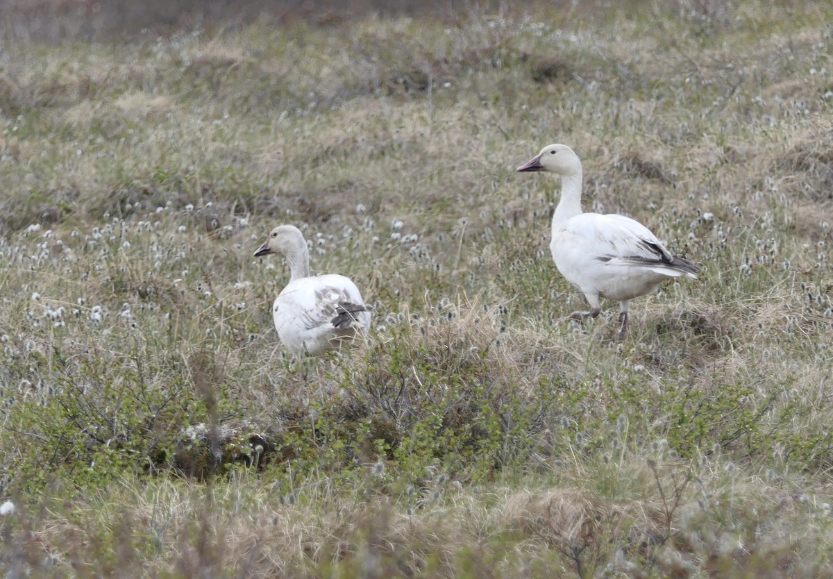 Snow Goose - ML640321965