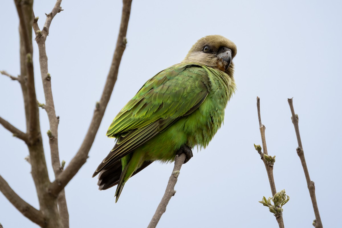 Brown-headed Parrot - ML640321975