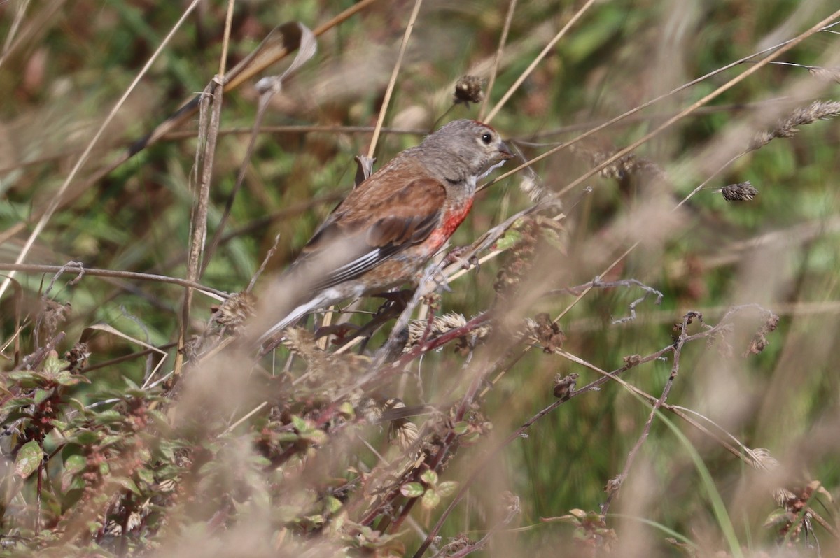 Eurasian Linnet - ML640321979