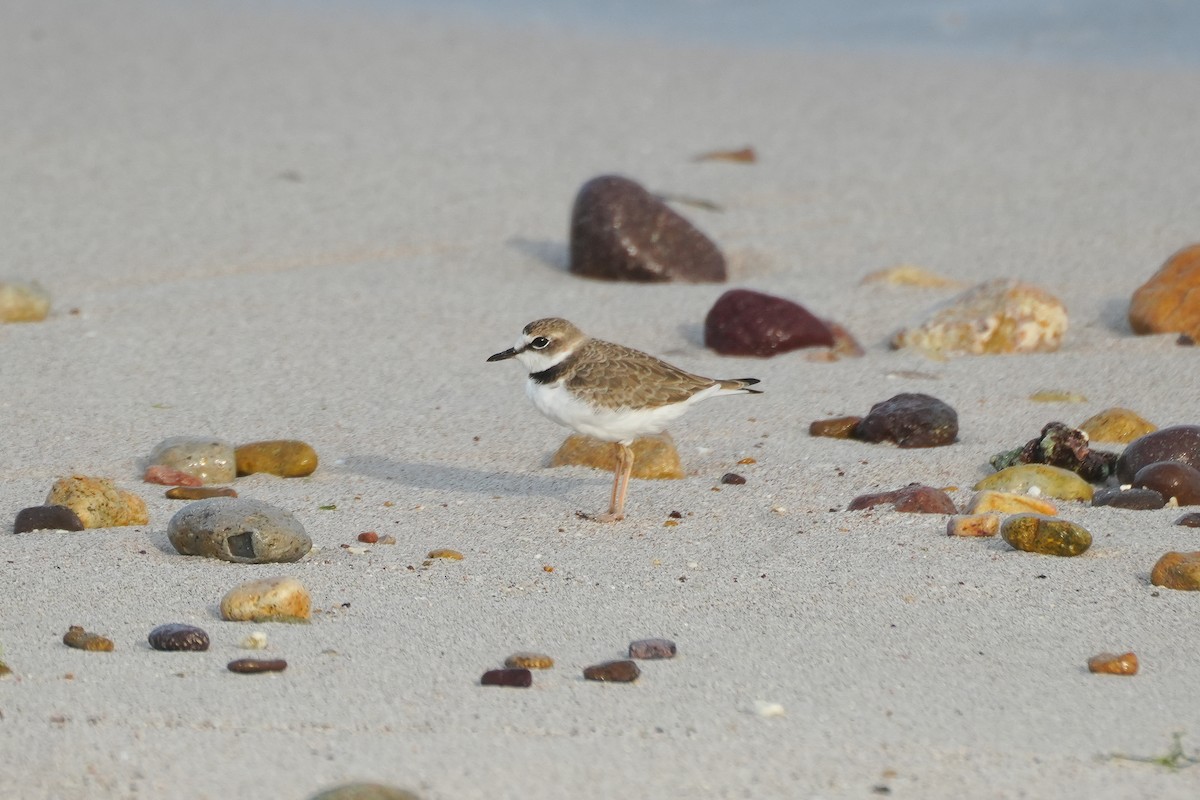 Collared Plover - ML640321990