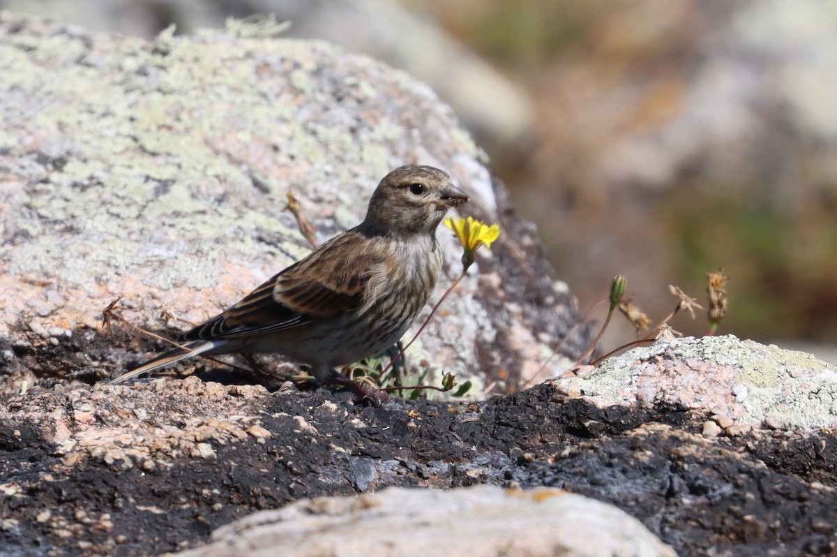 Eurasian Linnet - ML640322059