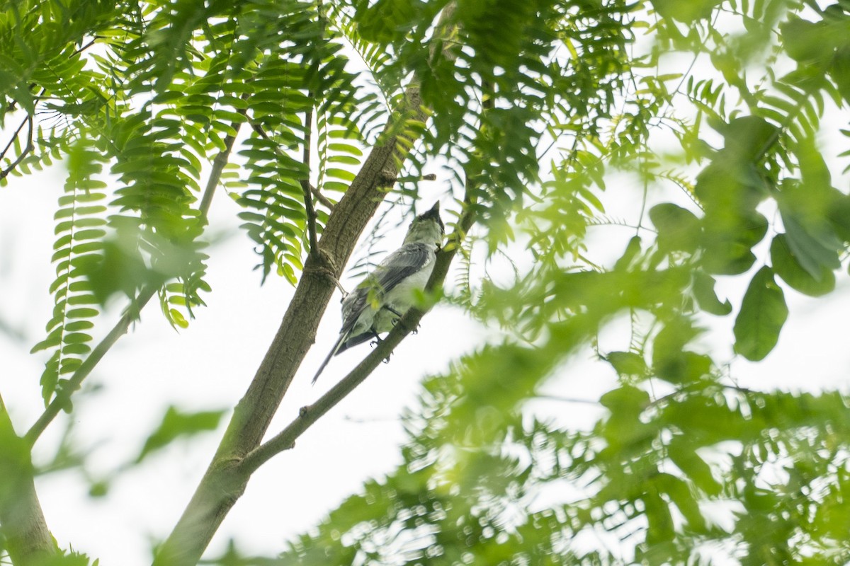 Ashy Minivet - ML640322069