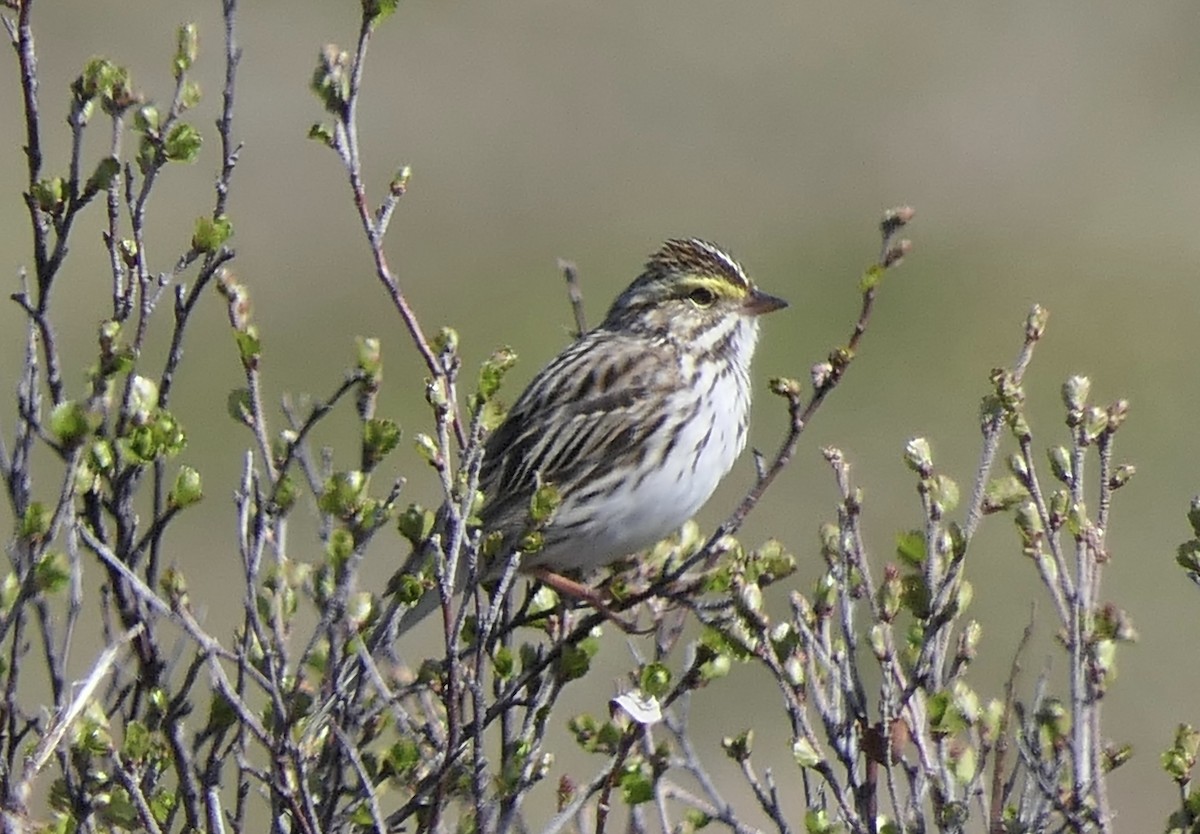 Savannah Sparrow (Savannah) - ML640322080