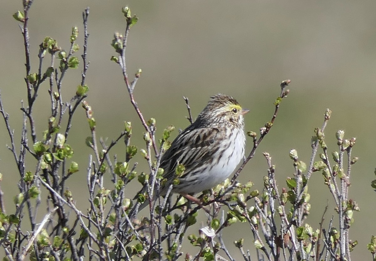 Savannah Sparrow (Savannah) - ML640322081
