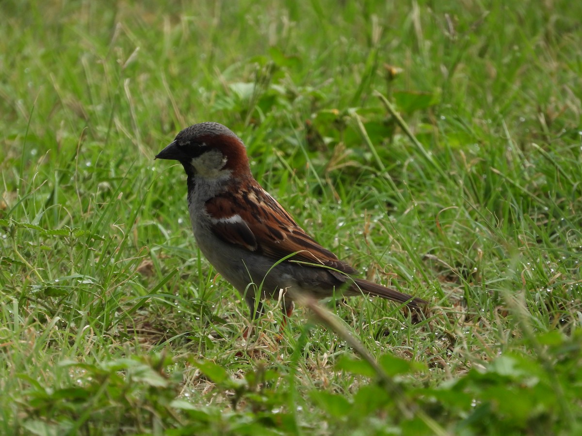 House Sparrow - ML640322090