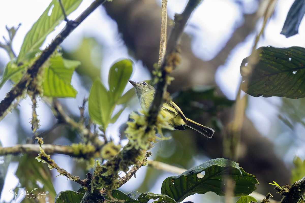 Yellow-winged Flatbill - ML640322095