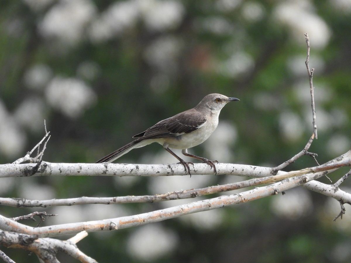 Northern Mockingbird - ML640322132