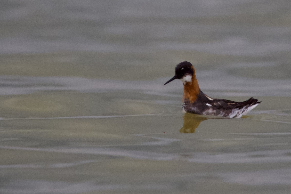 Red-necked Phalarope - ML640322141