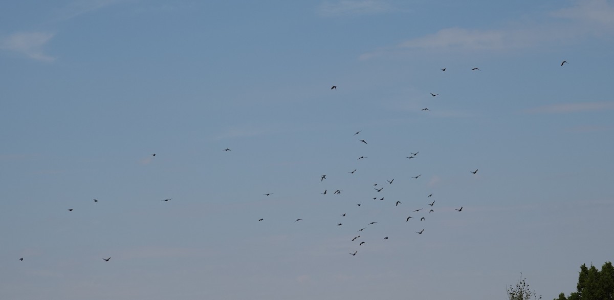 Pinyon Jay - ML640322154