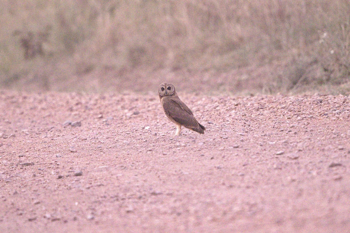 Marsh Owl - ML640322156