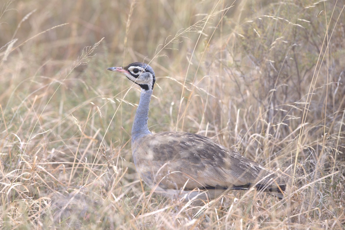 White-bellied Bustard - ML640322200