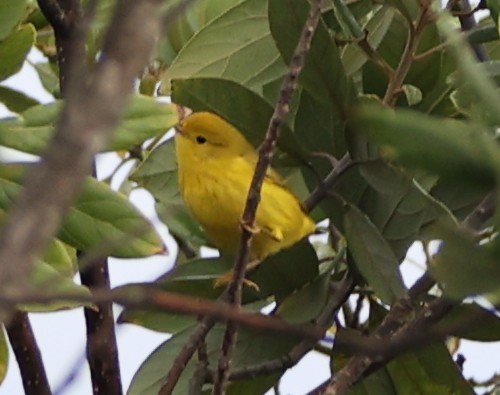 Goldwaldsänger - ML640322246