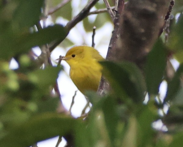 Goldwaldsänger - ML640322247