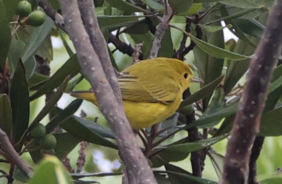 Goldwaldsänger - ML640322248