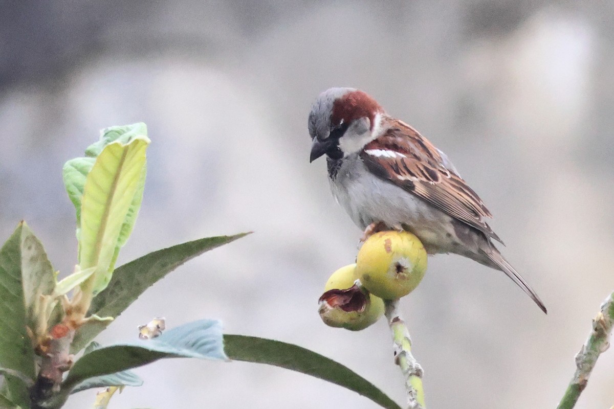House Sparrow - ML640322309