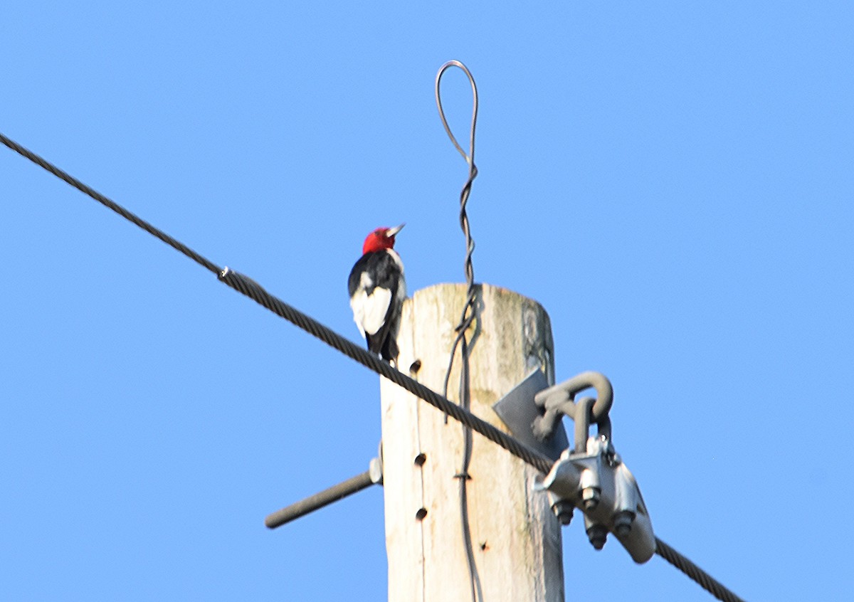 Red-headed Woodpecker - ML640322356