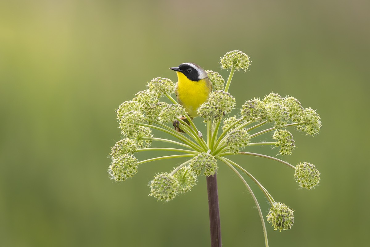 Common Yellowthroat - Jonathan Fisher