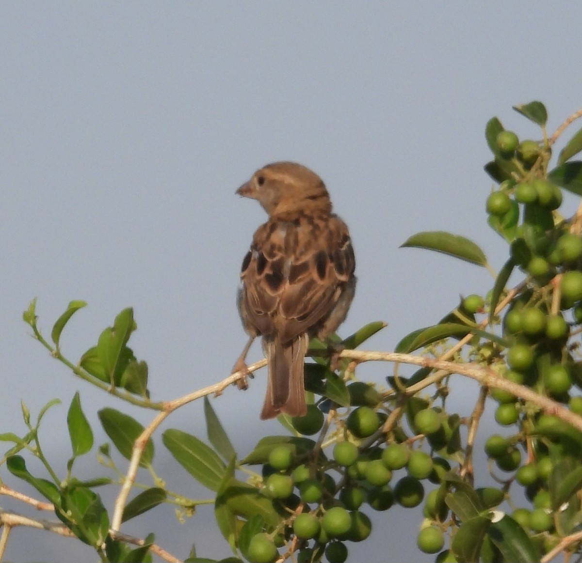 House Sparrow - ML640322390