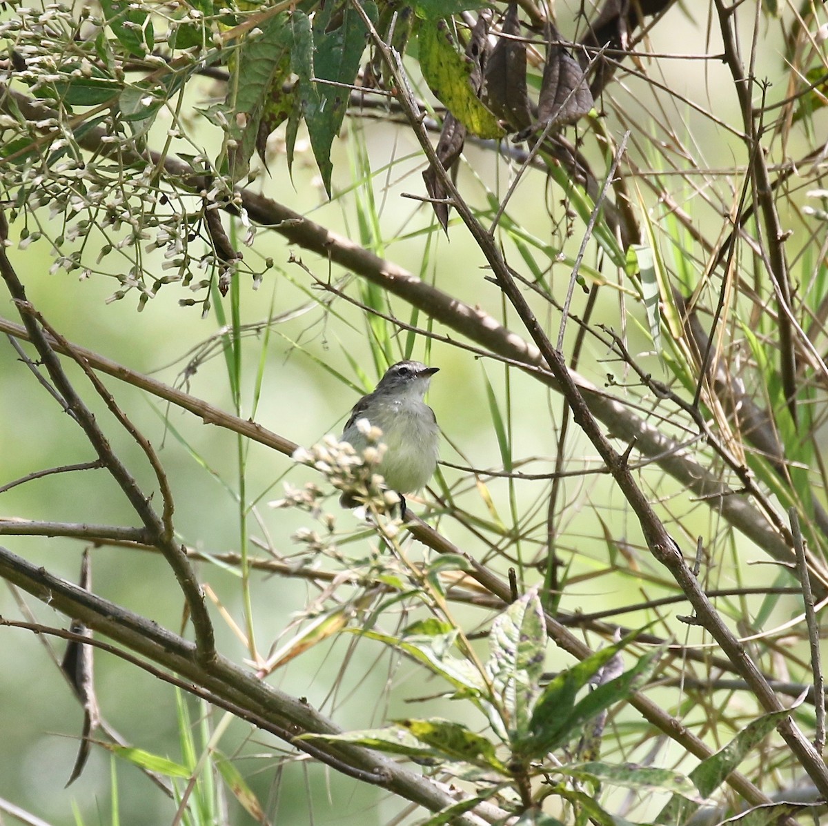 Mouse-colored Tyrannulet (Northern) - ML640322427