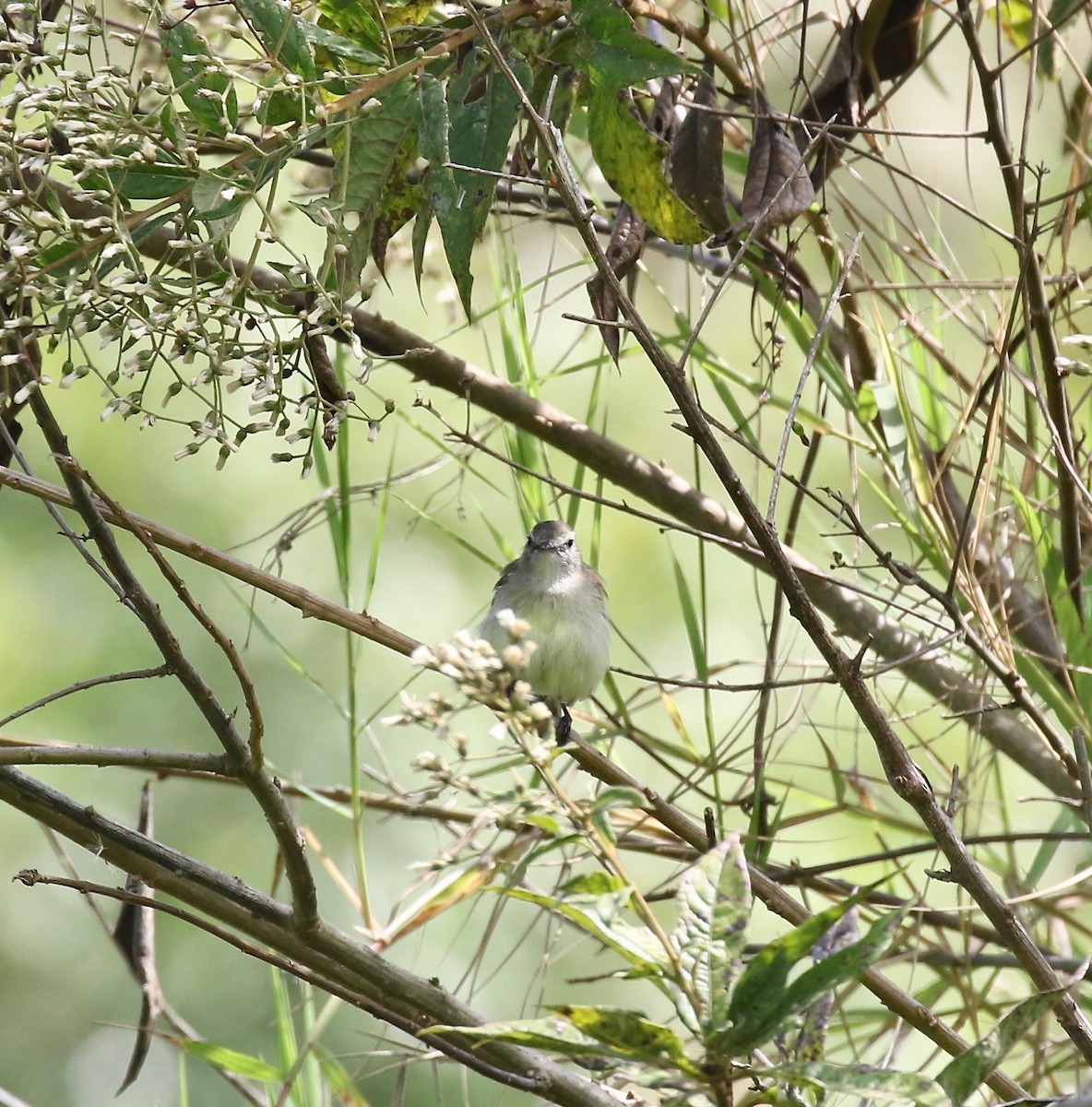 Mouse-colored Tyrannulet (Northern) - ML640322428