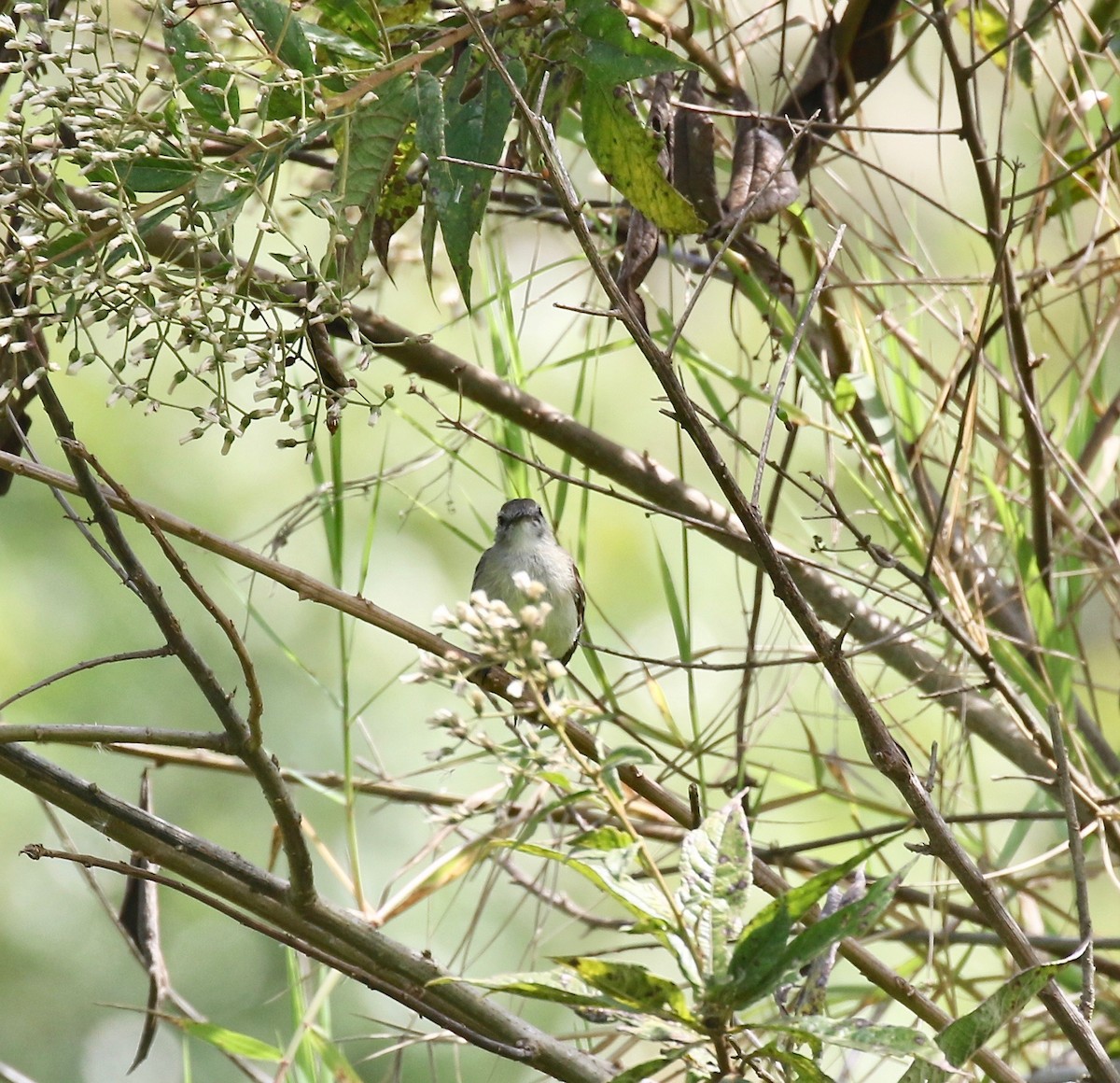 Mouse-colored Tyrannulet (Northern) - ML640322430