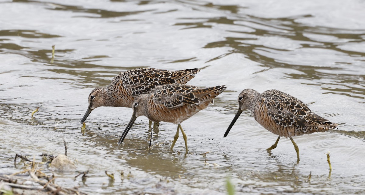 Long-billed Dowitcher - ML640322438