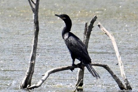 Neotropic Cormorant - ML640322459