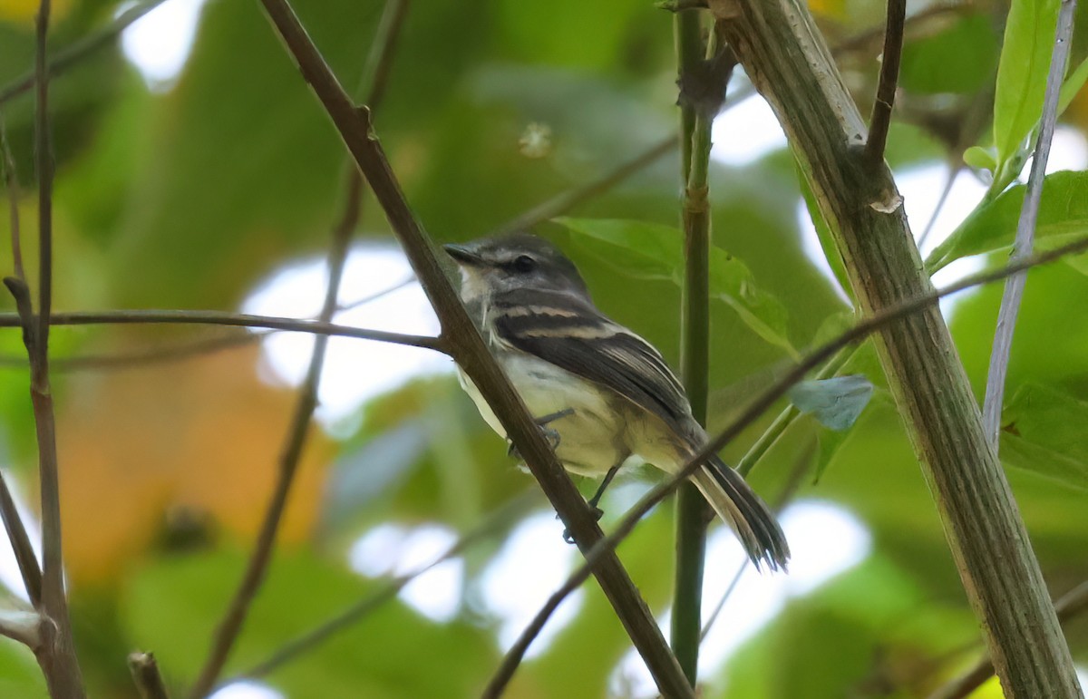 Mouse-gray Flycatcher - ML640322475