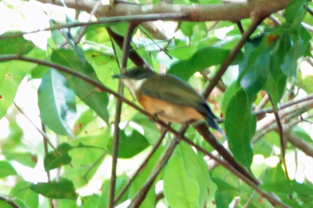 Flame-crowned Manakin - ML640322532