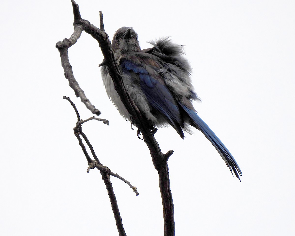 California Scrub-Jay - ML640322549