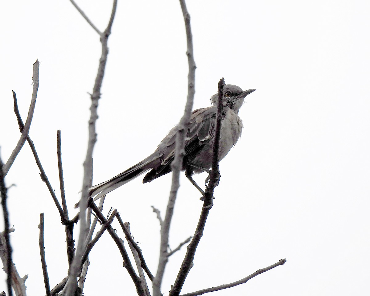 Northern Mockingbird - ML640322555