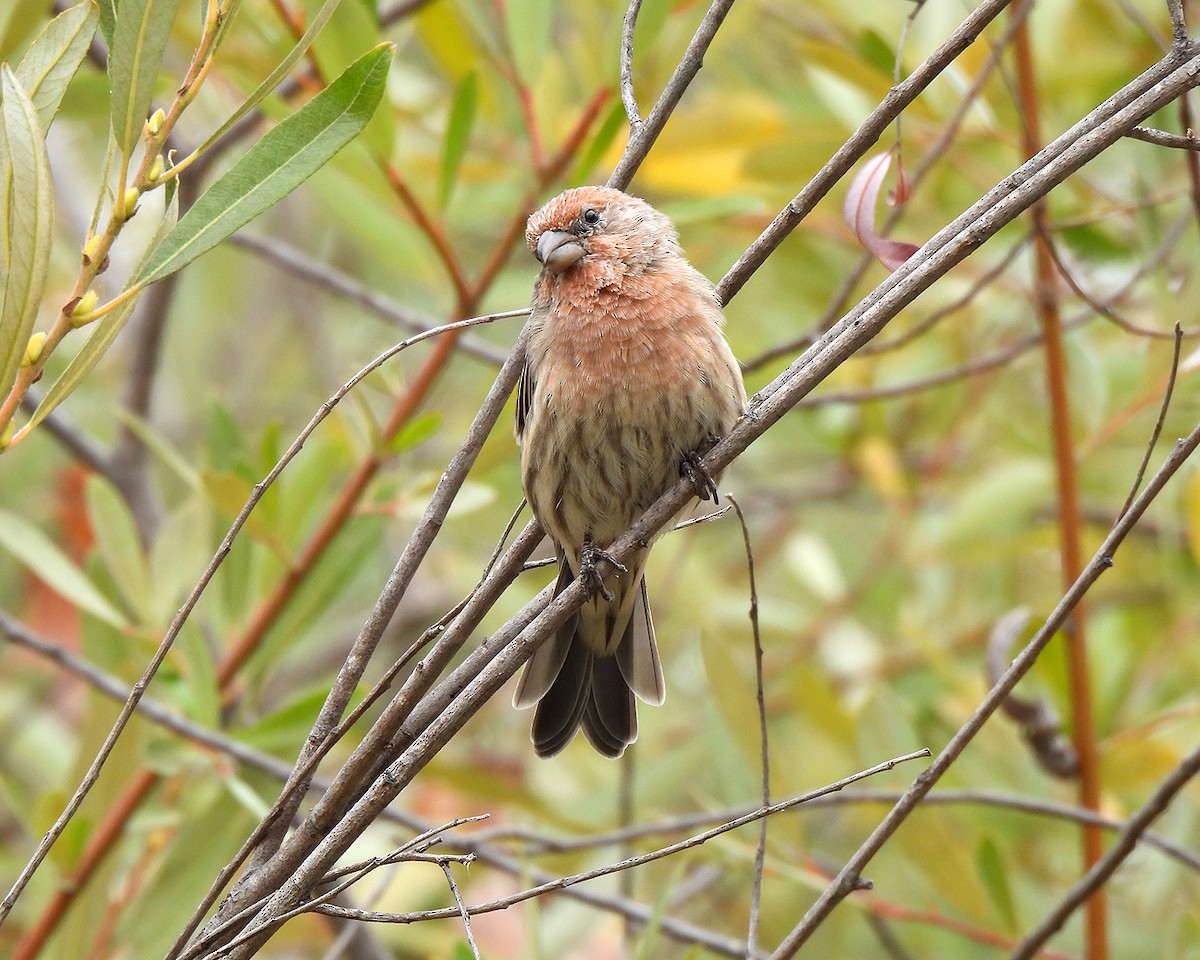 House Finch - ML640322570