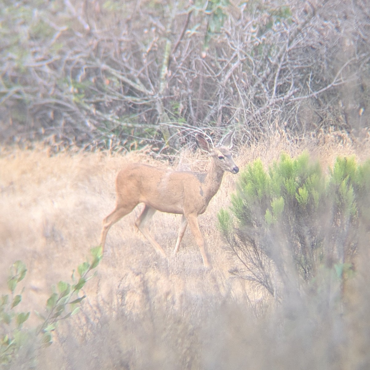 Animals - ML640322571