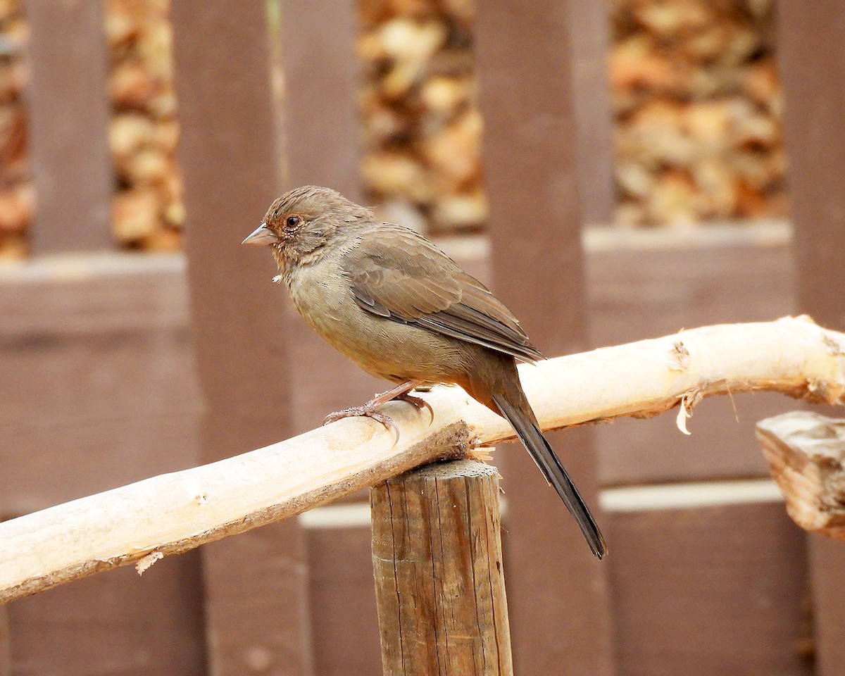 California Towhee - ML640322583