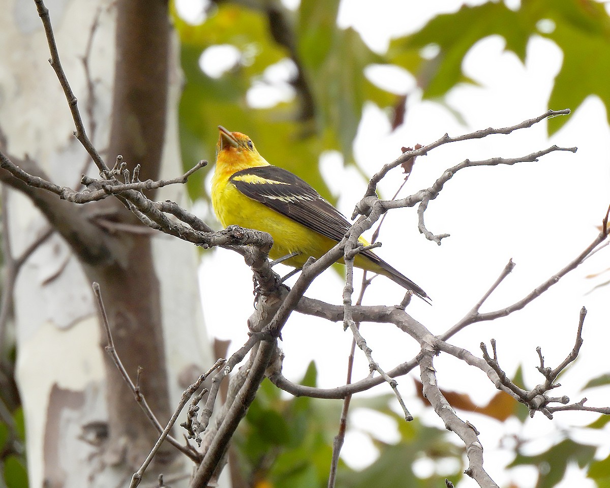 Western Tanager - ML640322592