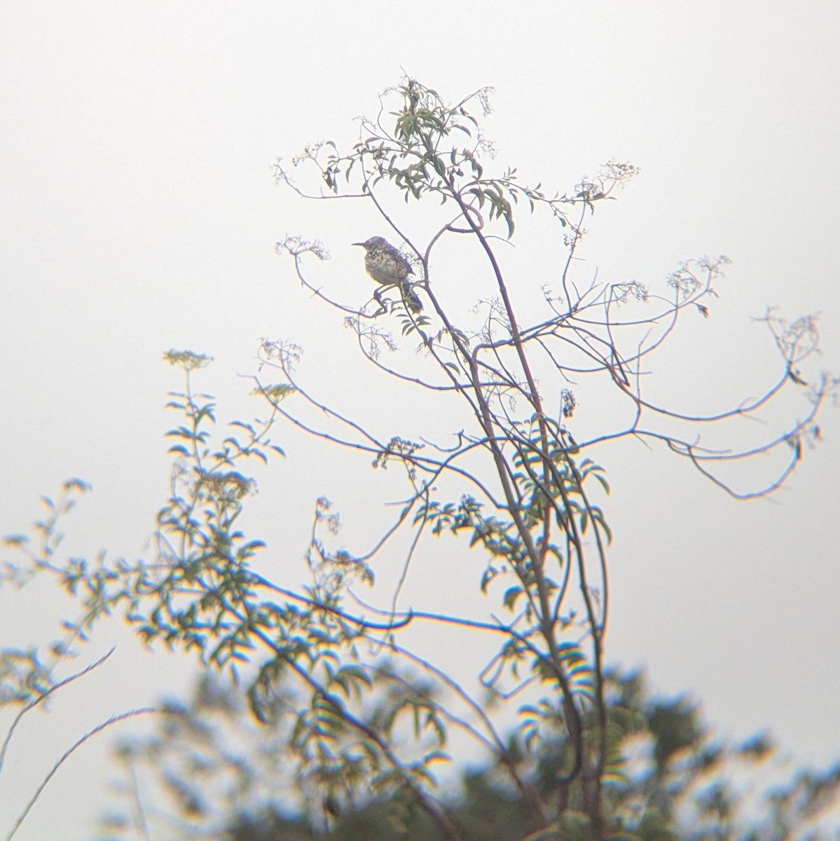 Cactus Wren - ML640322602