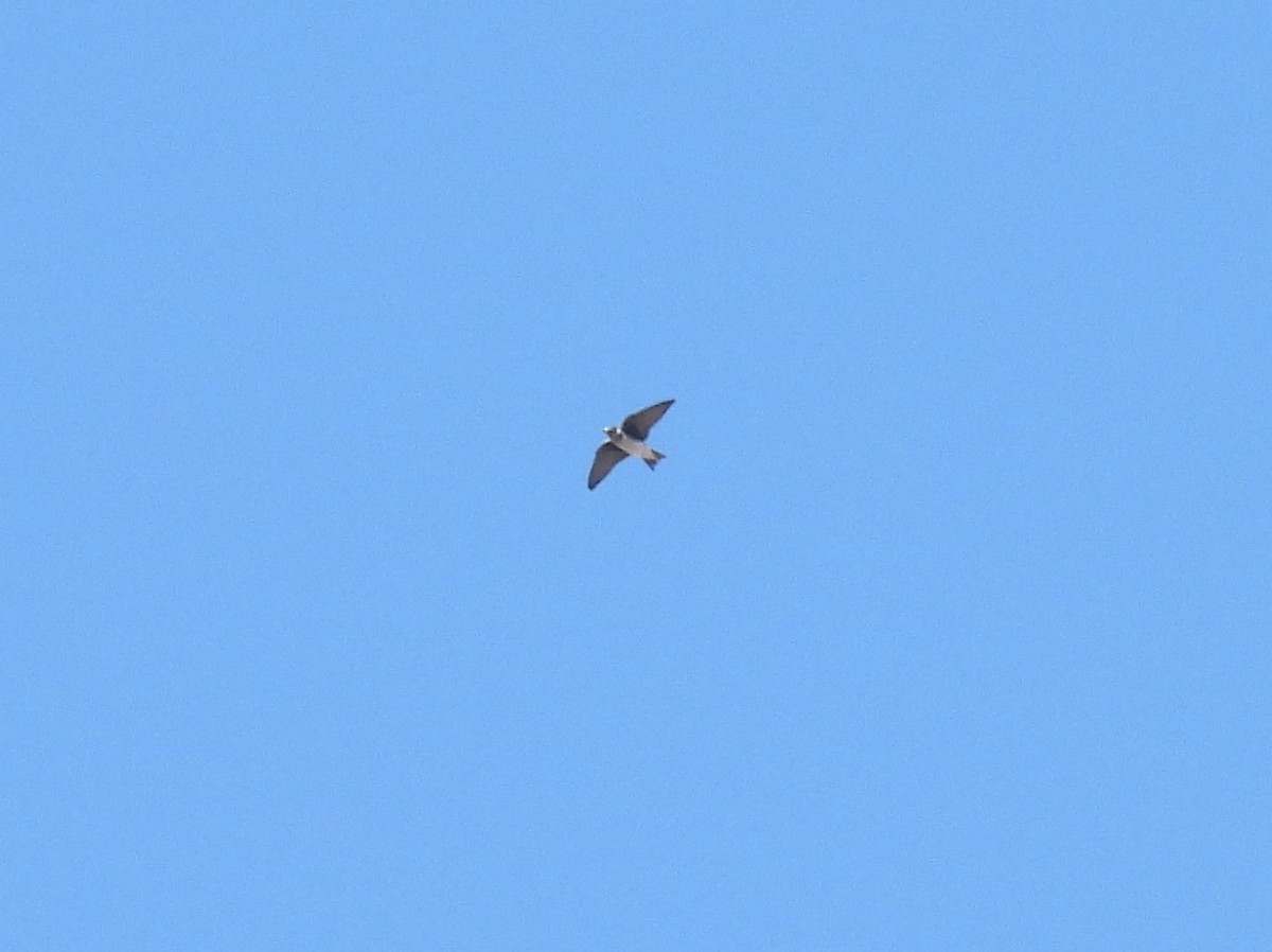 Cliff Swallow - ML640322625