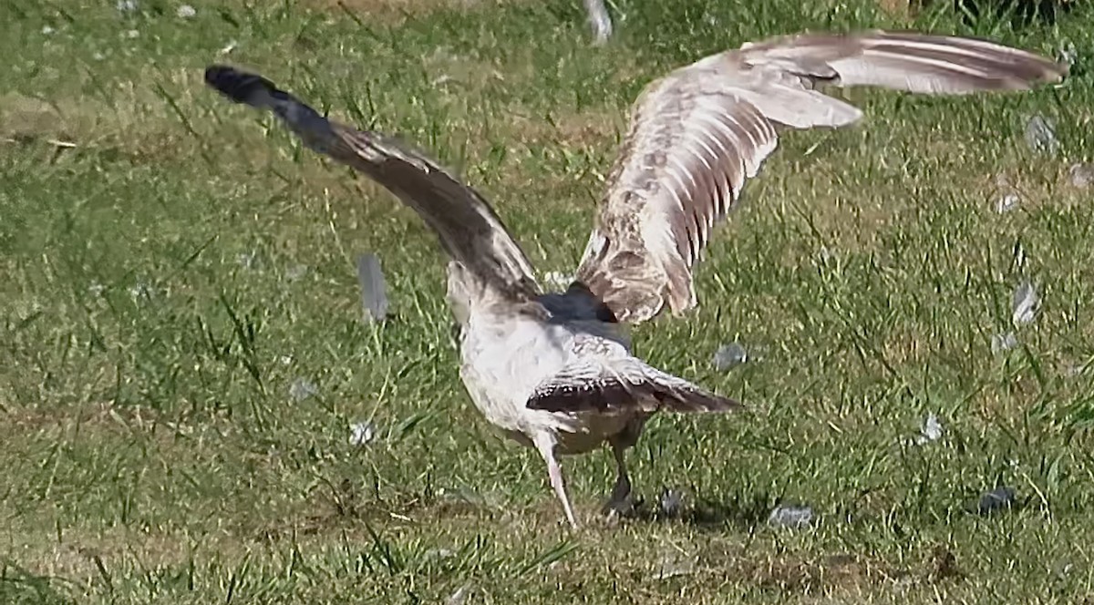 Caspian Gull - ML640322650
