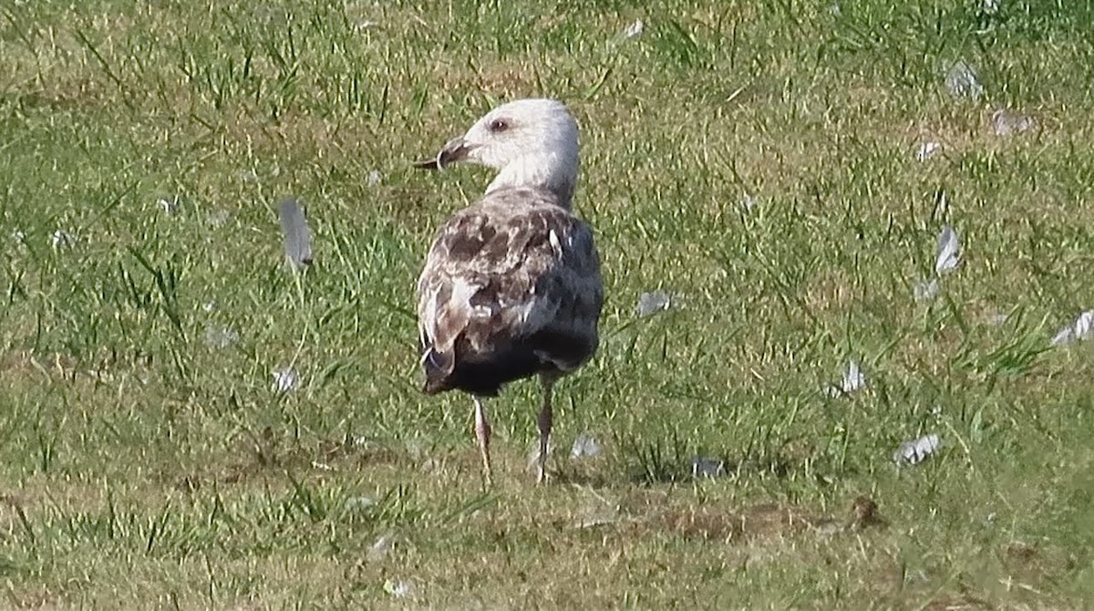 Caspian Gull - ML640322651