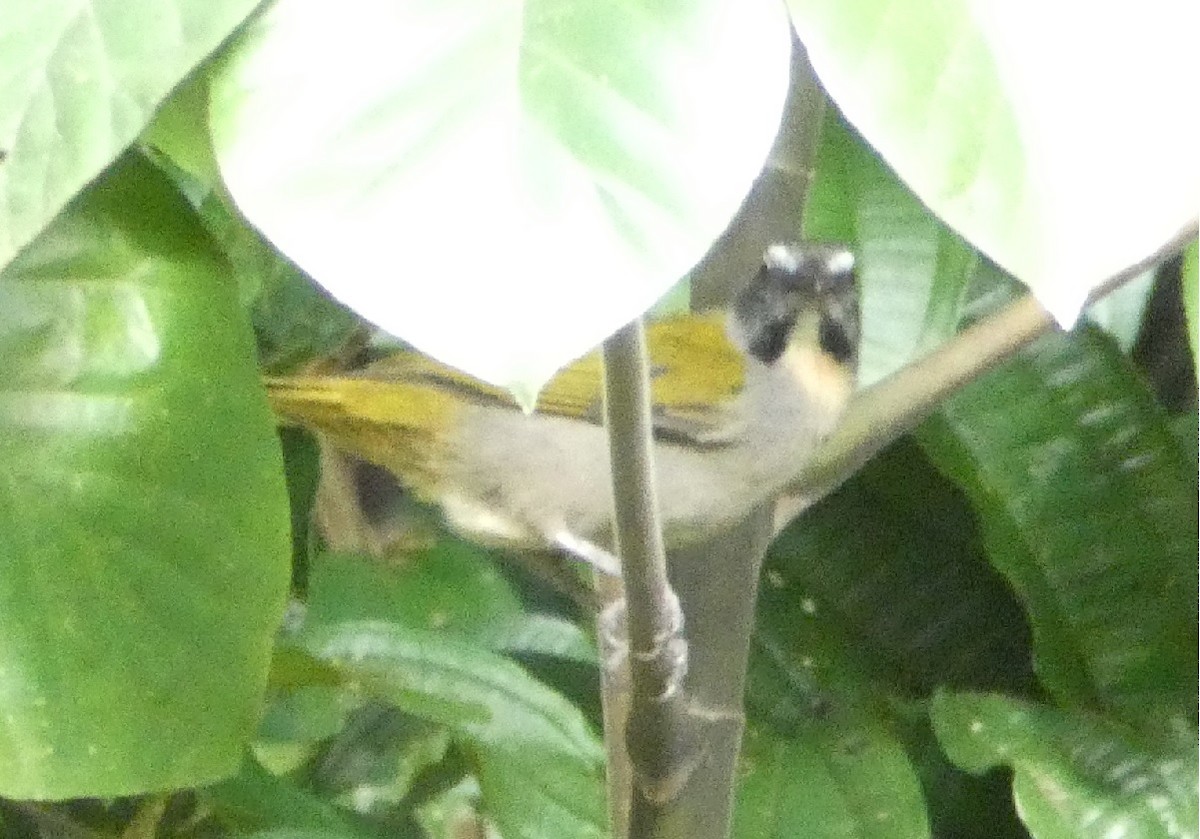 Buff-throated Saltator - ML640322659