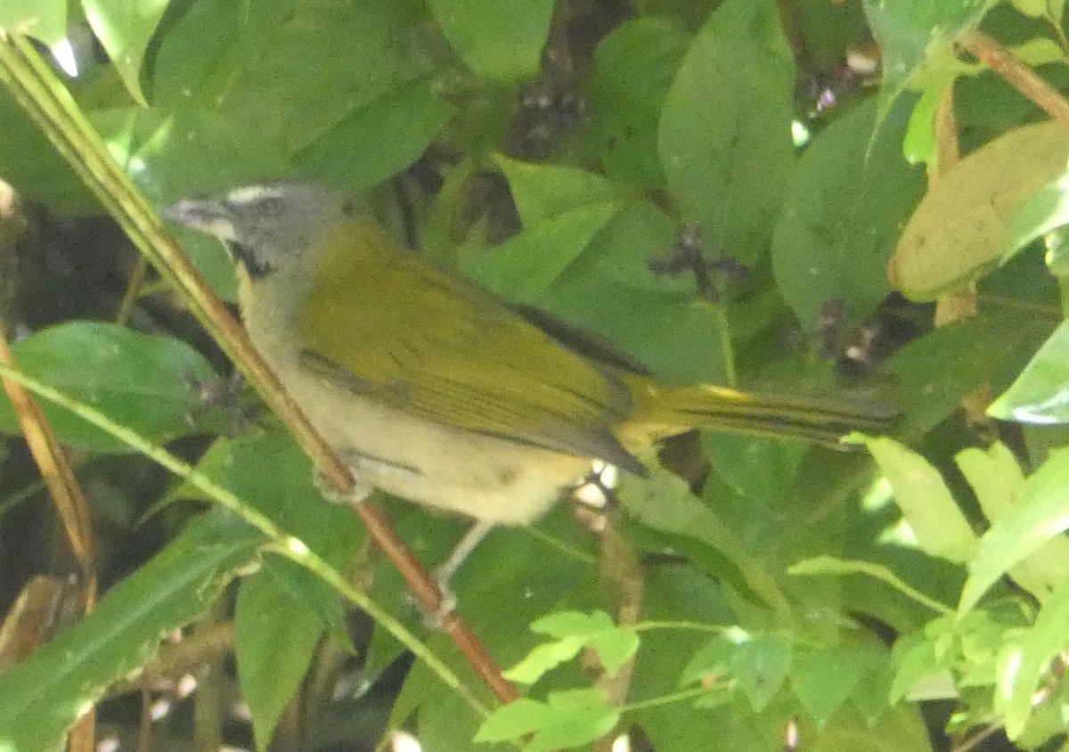 Buff-throated Saltator - ML640322660