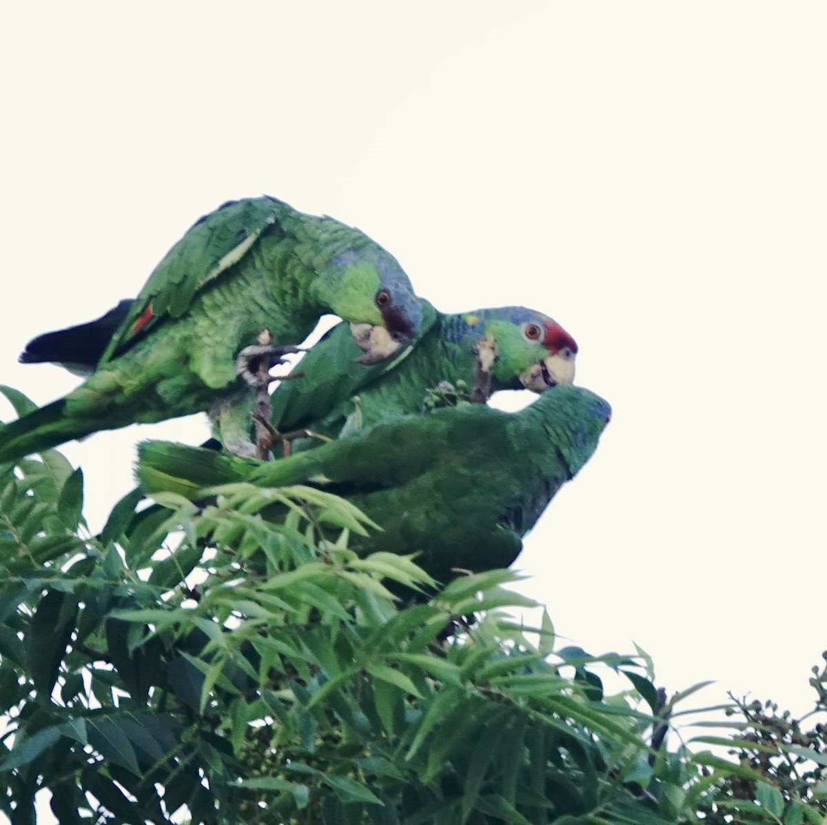 Lilac-crowned Amazon - ML640322712