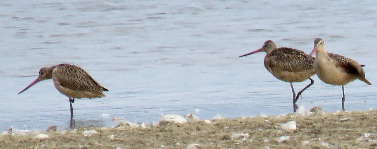 Marbled Godwit - ML640322755